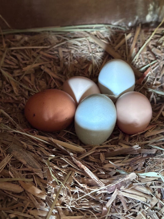 Caring For Laying Hens Australia