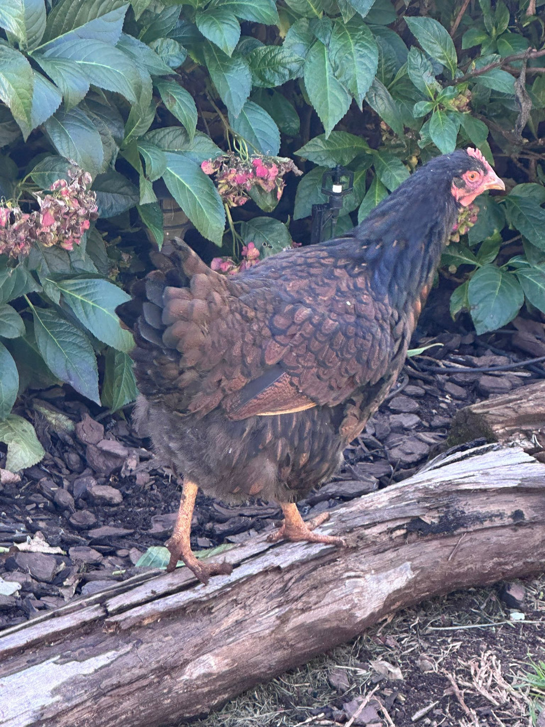 Chicken Watering, Poultry Hydration, Backyard Chickens, Summer Chicken Care, Backyard Chicken Care, Poultry Supplements, Chicken Health, Poultry Care