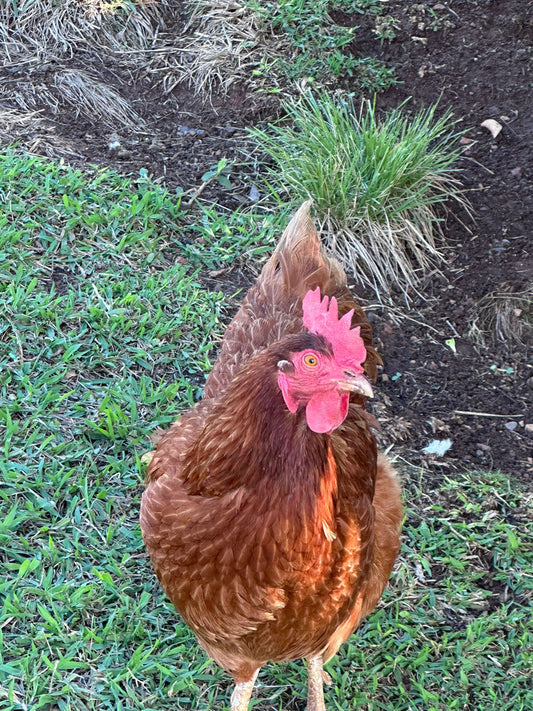 Best Supplements For Backyard Chickens Australia