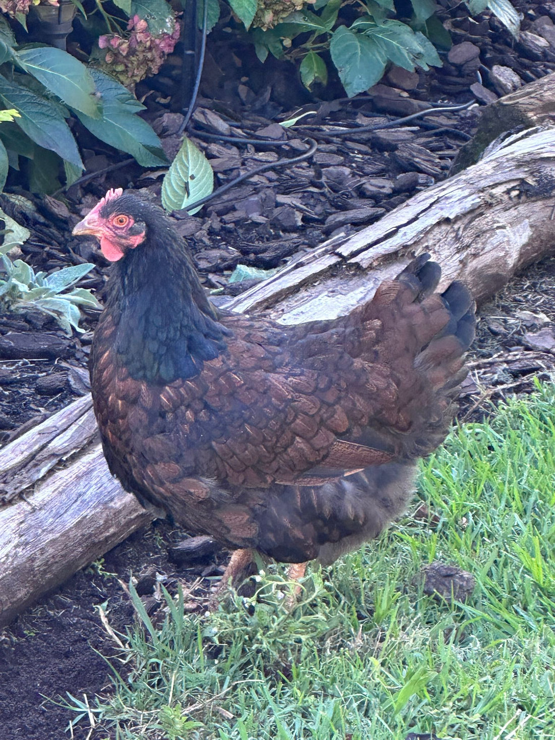 Backyard Chicken Care Australia
