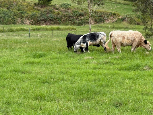 Summer Livestock Care Tips Australia