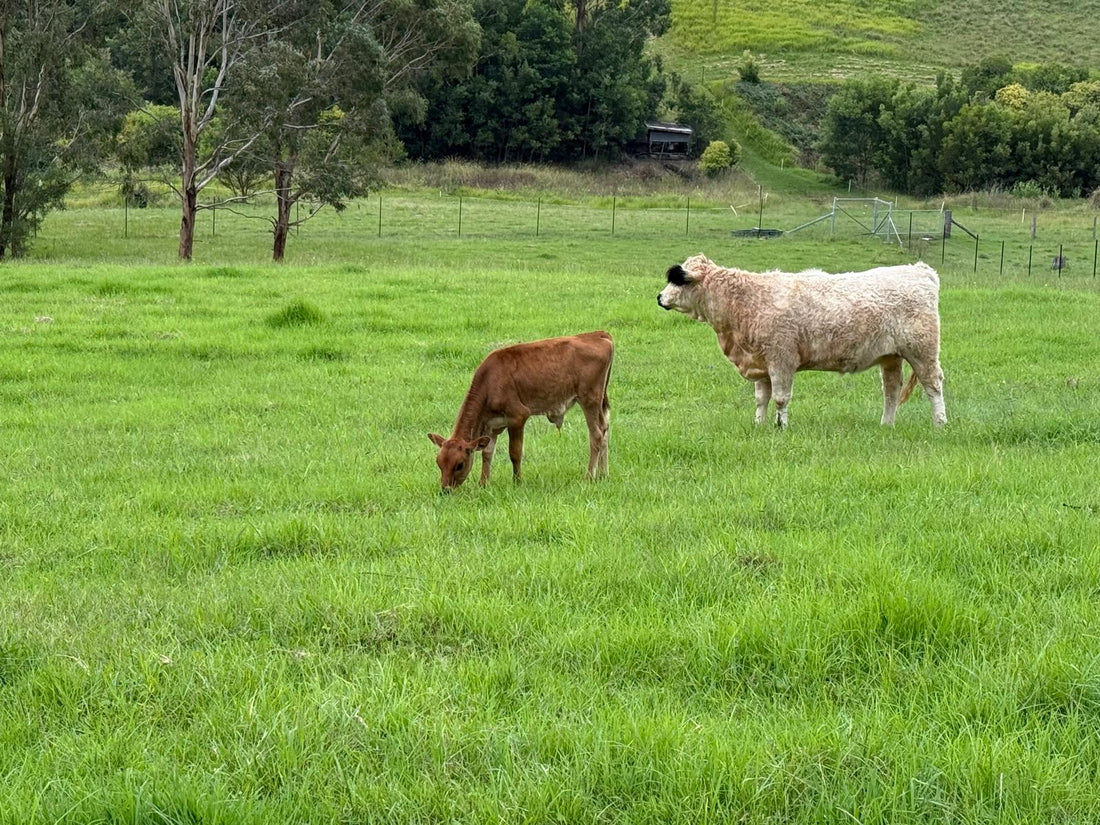 cattle supplies australia, rural livestock care, livestock management australia, cattle care products, farm management supplies, livestock essentials, australian farm products, rural property supplies, cattle products australia, livestock care products