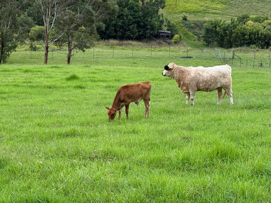 cattle supplies australia, rural livestock care, livestock management australia, cattle care products, farm management supplies, livestock essentials, australian farm products, rural property supplies, cattle products australia, livestock care products