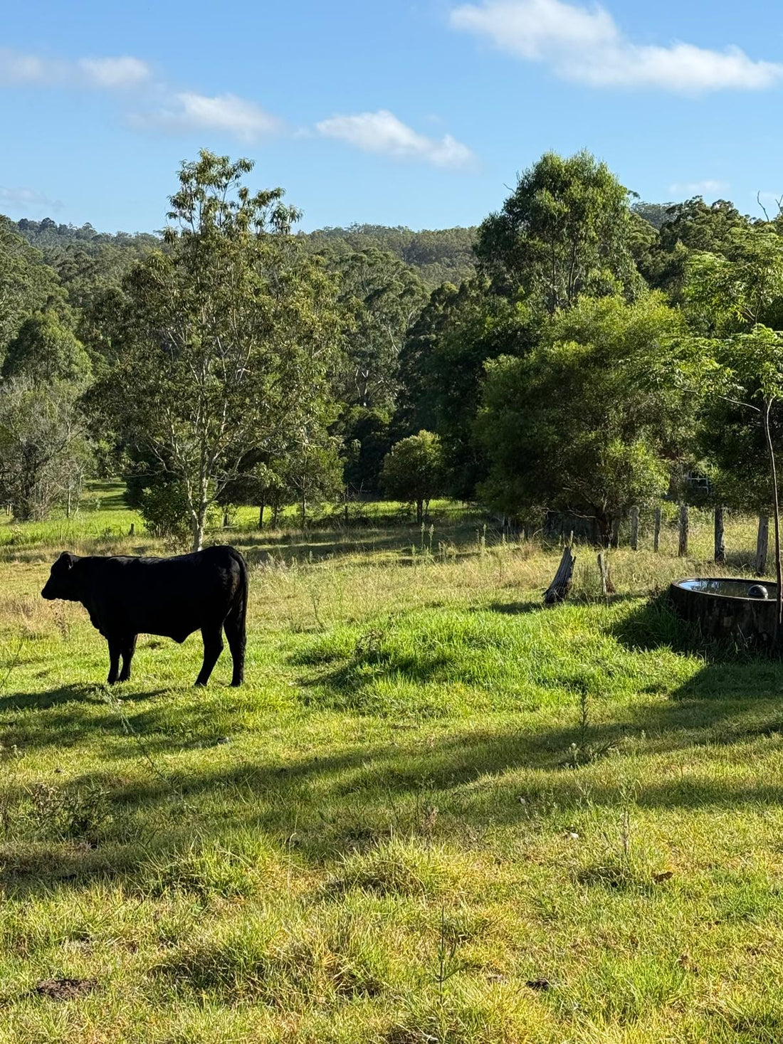 Livestock management products and cattle supplies for Australian rural farms