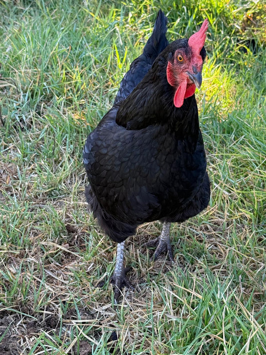 Backyard Chicken Health Monitoring Australia 