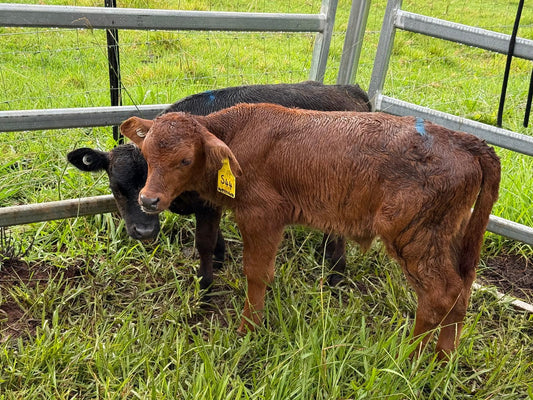 cattle worming rotation program Australia diagram livestock