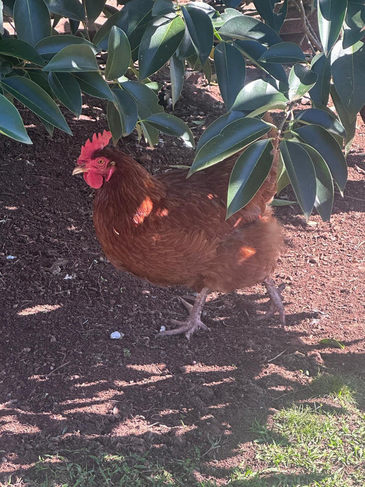 Backyard chicken and poultry care supplies for Australian hobby farms and rural properties