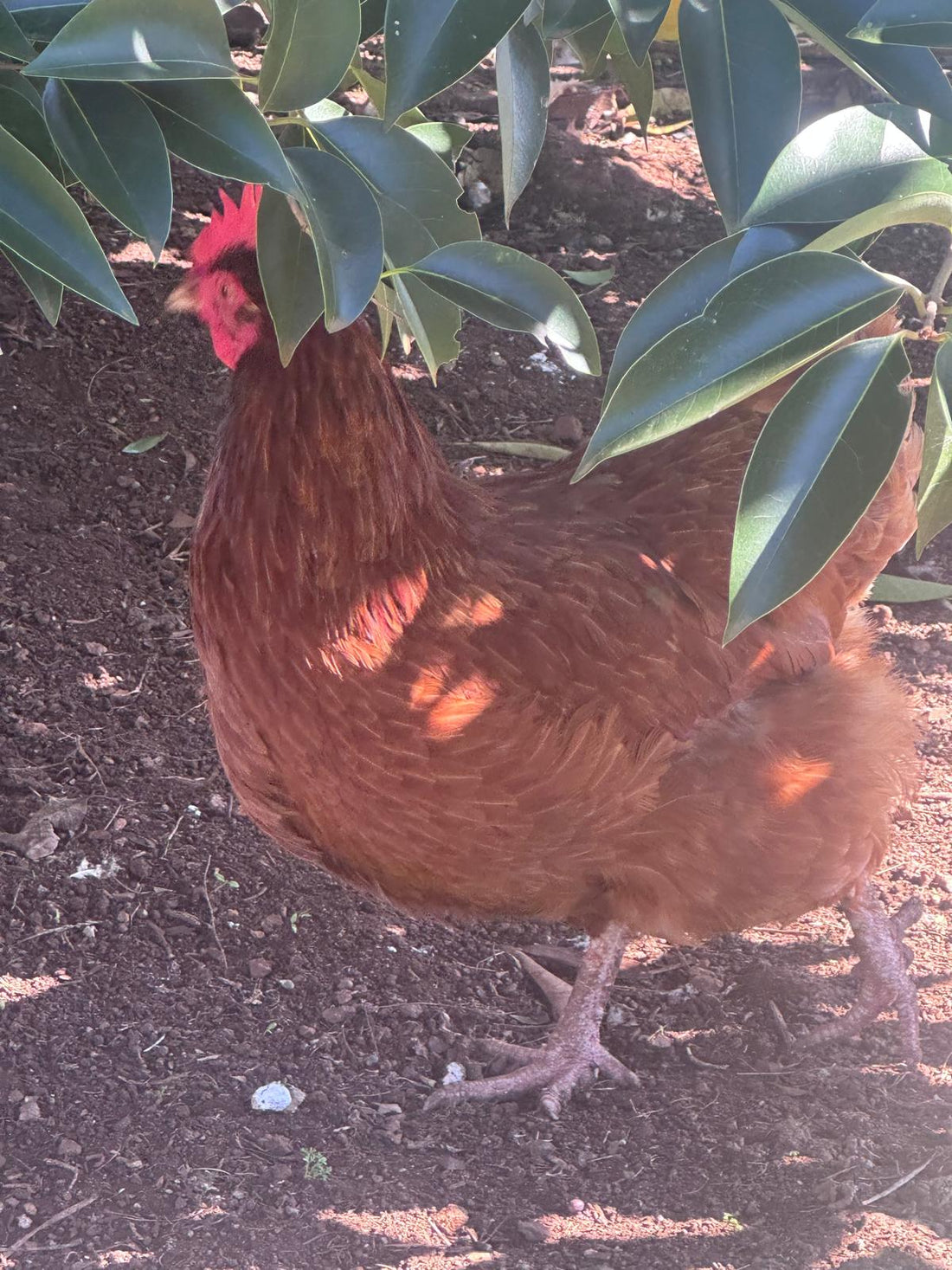 Chicken Worming Guide Australia