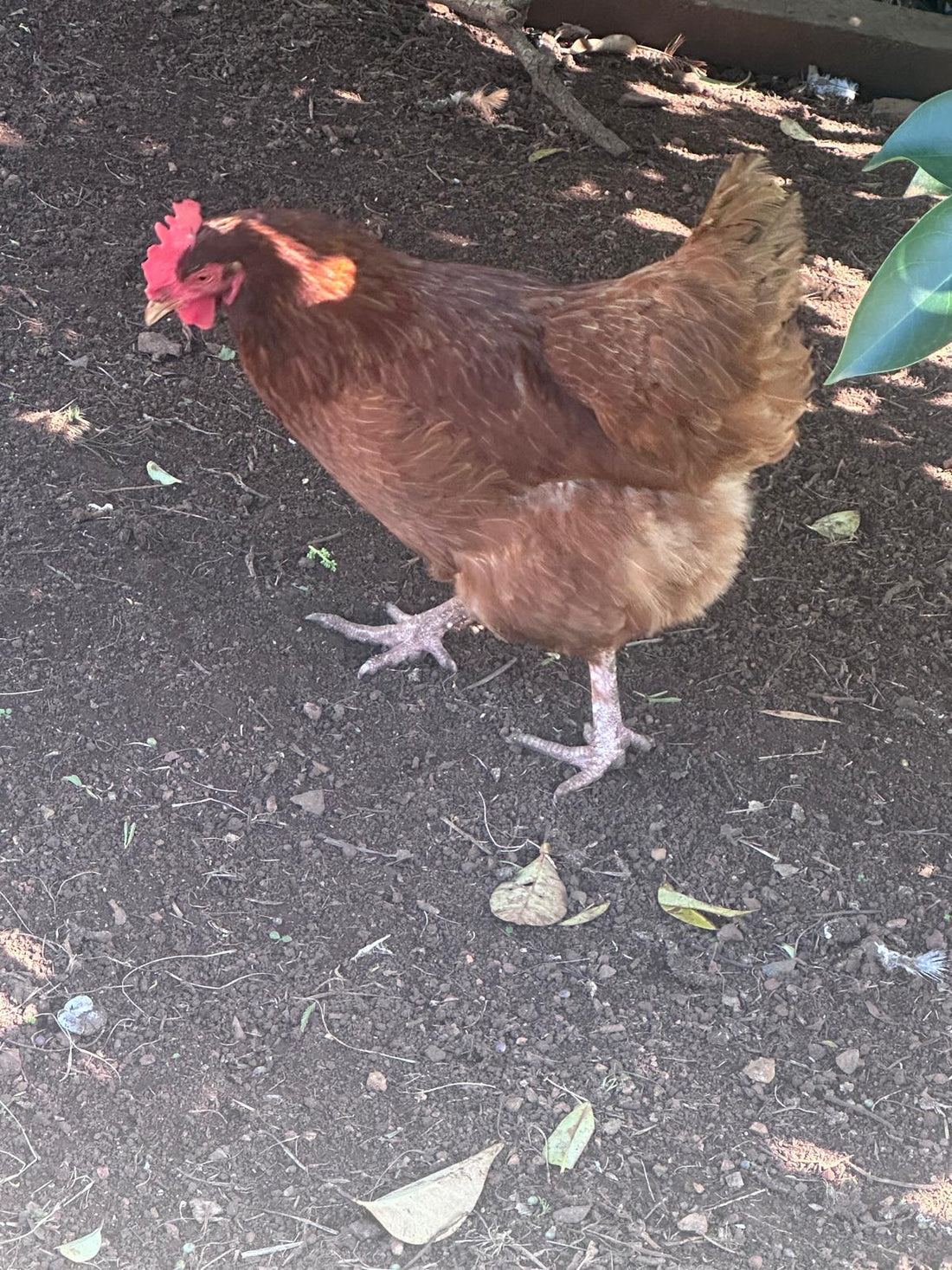 Poultry First Aid Kit Australia