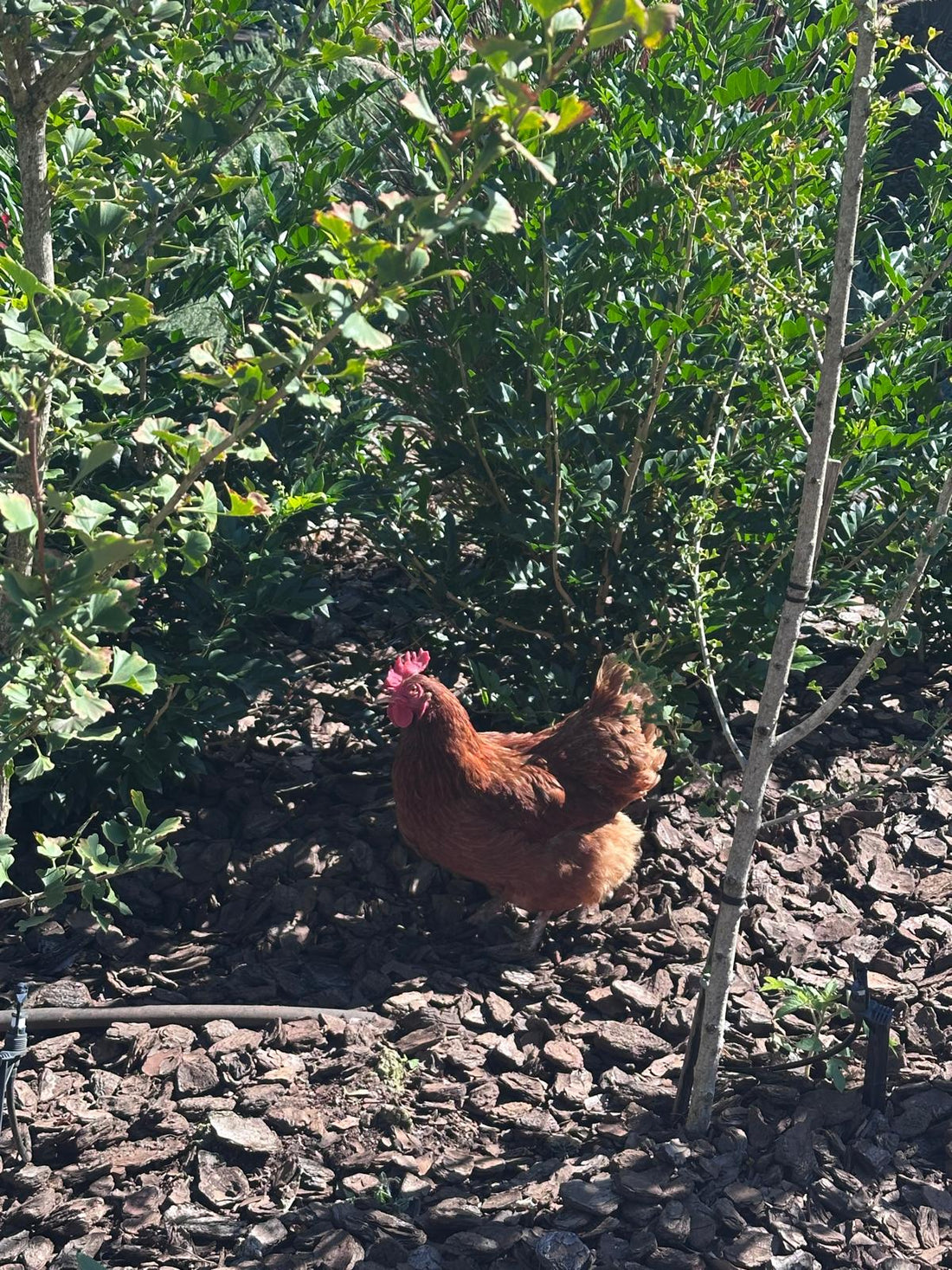 Poultry Health Supplements Australia