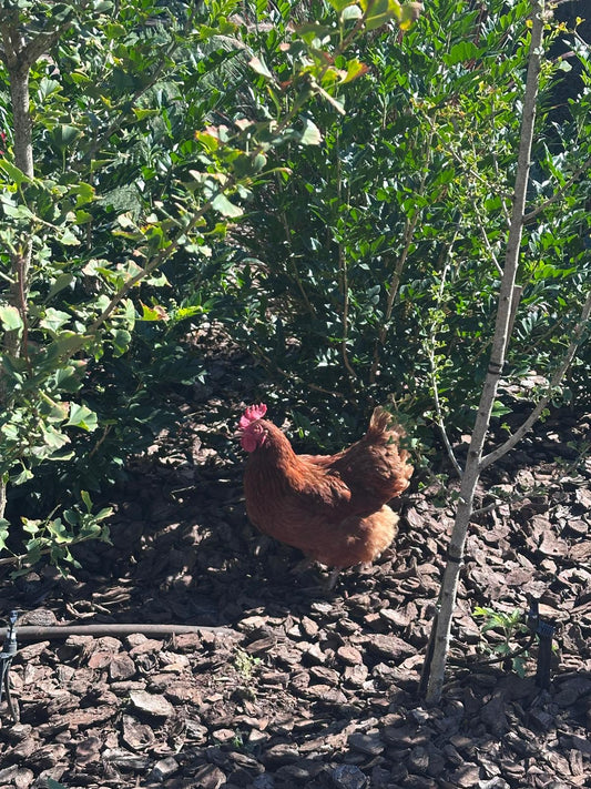 Poultry Health Supplements Australia