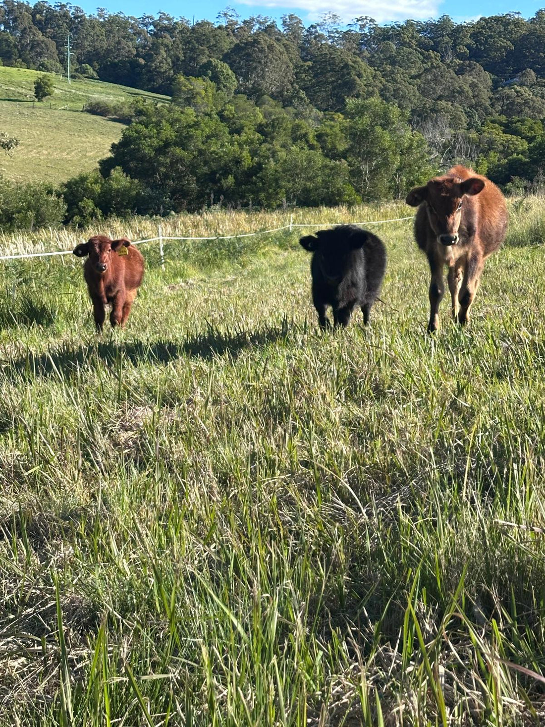 Learn when cattle should be treated for lice in Australia, seasonal risk periods, common signs of lice infestation and livestock management strategies for beef and dairy cattle.