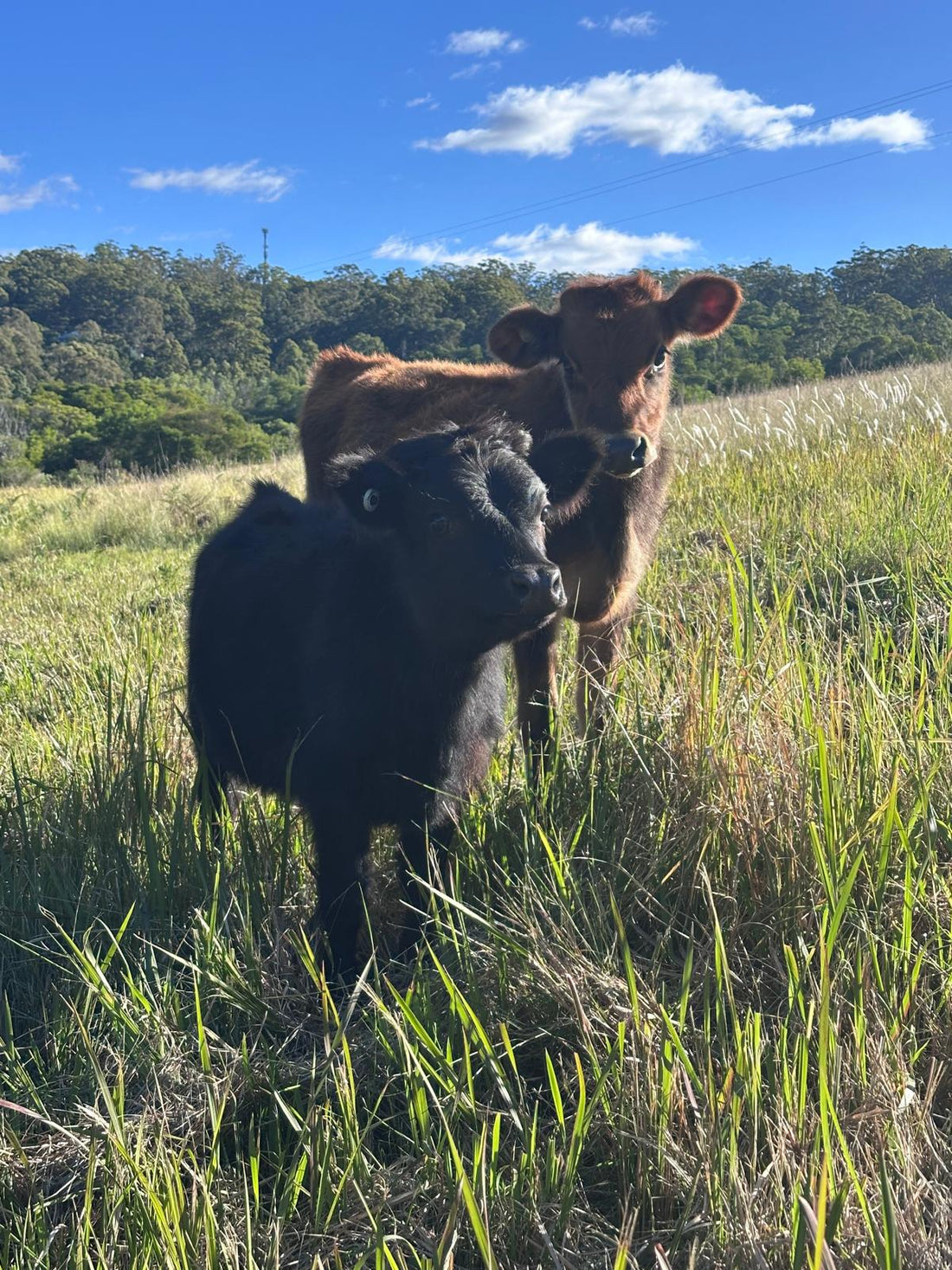 Rural Animal Hygiene Essentials Australia