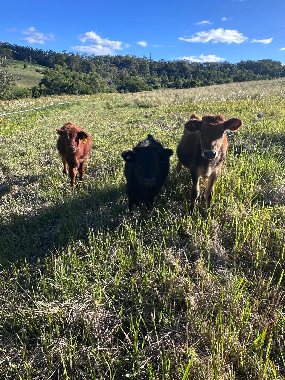 Livestock pour-on products and cattle supplies for Australian rural properties