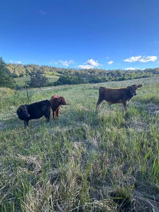 Best Livestock Electrolytes Australia