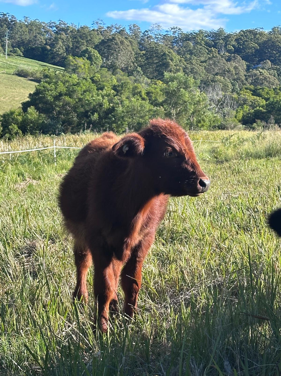 Common internal and external cattle parasites in Australia