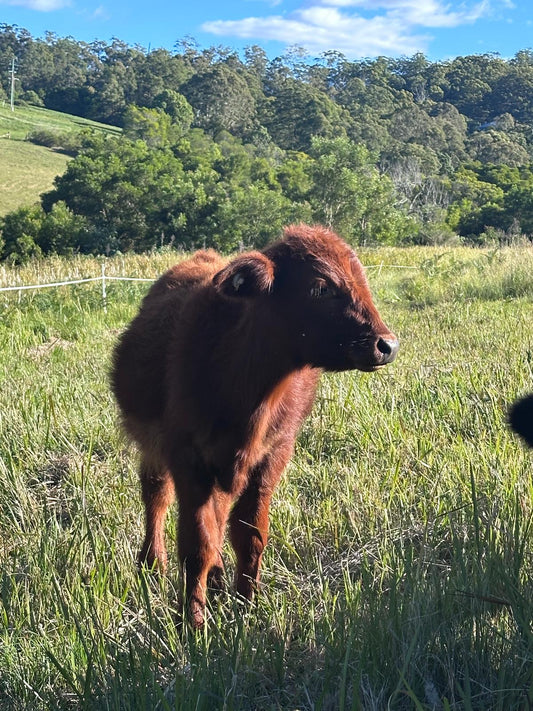 Common cattle parasites in Australia livestock management guide