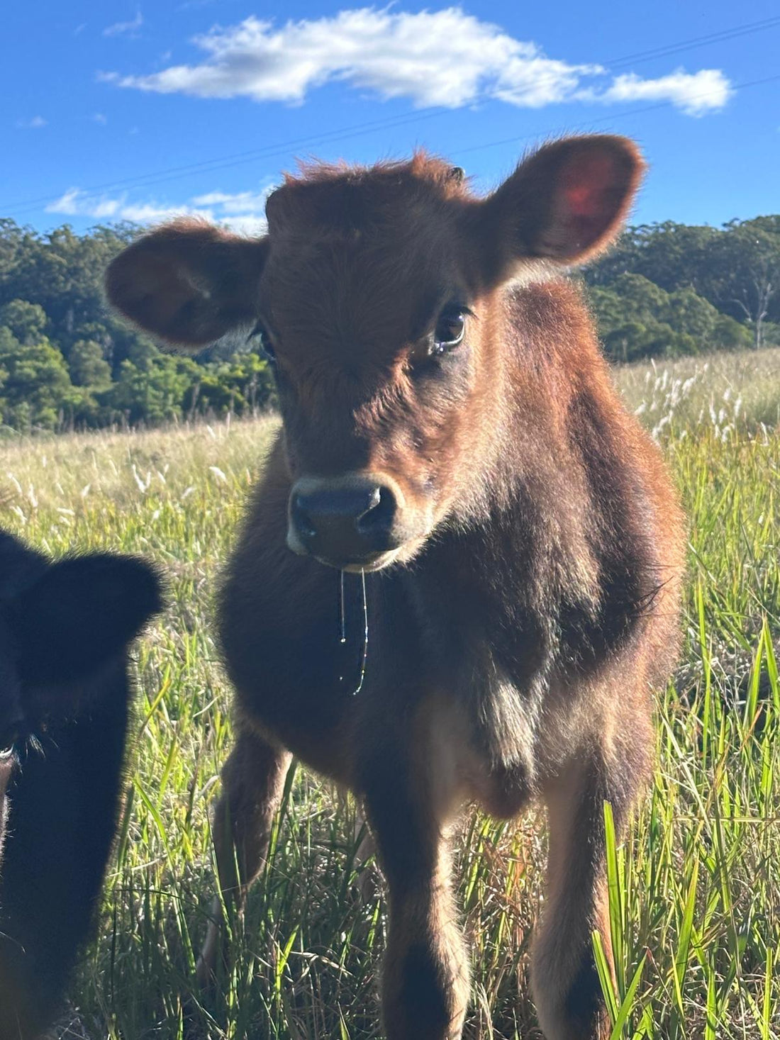 Rural animal care supplies and livestock products for Australian farms and properties