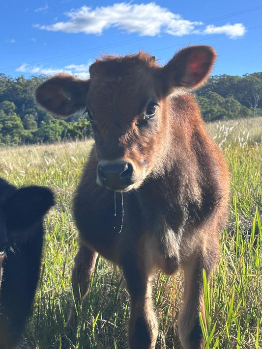 Rural animal care supplies and livestock products for Australian farms and properties