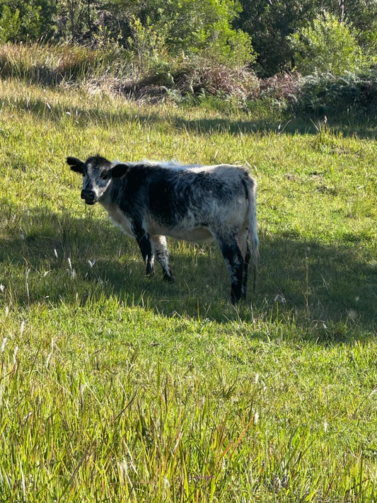 Australian cattle herd grazing in pasture representing livestock parasite control and herd health management program