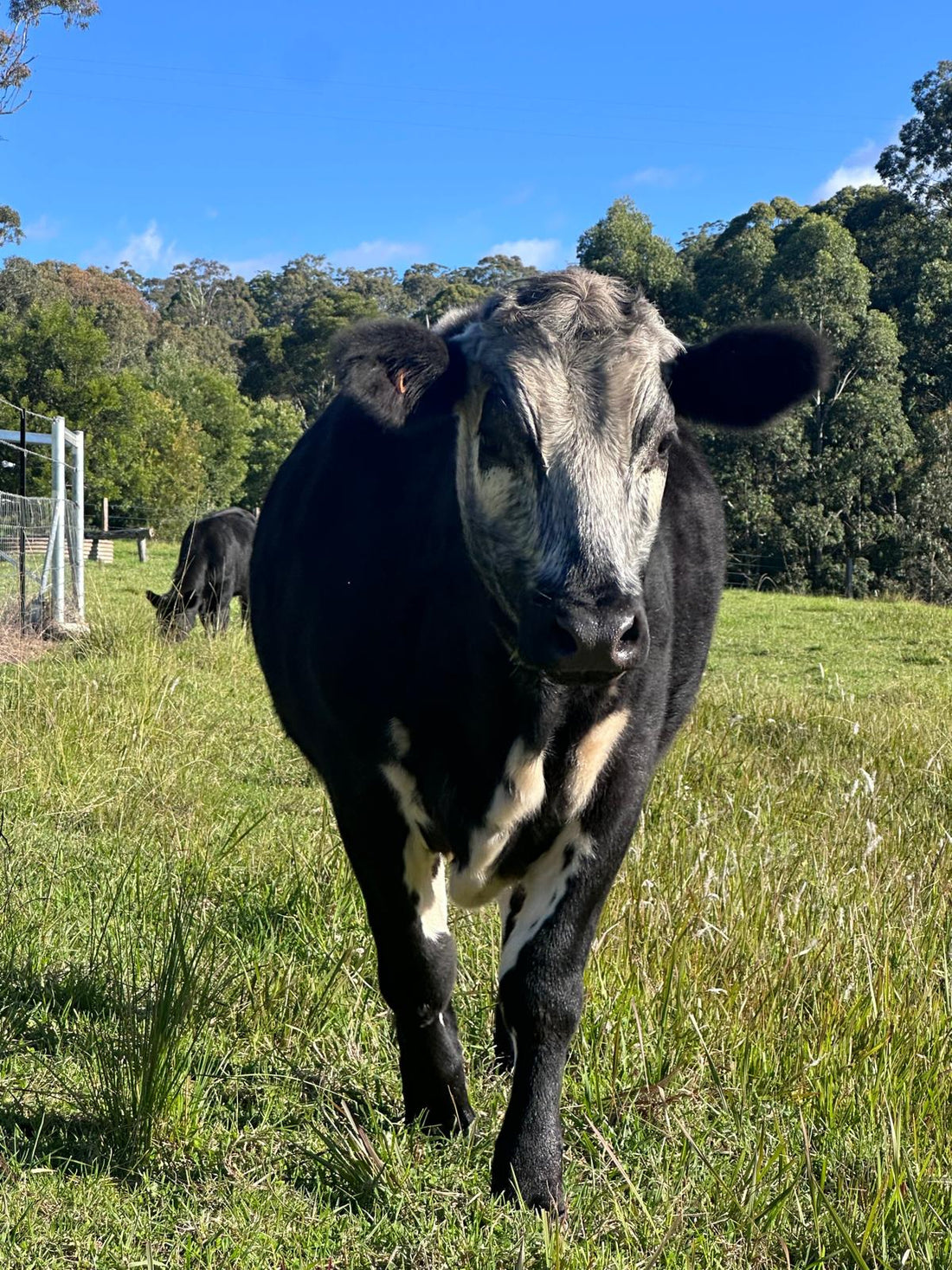 Rural livestock care supplies and farm products for Australian properties