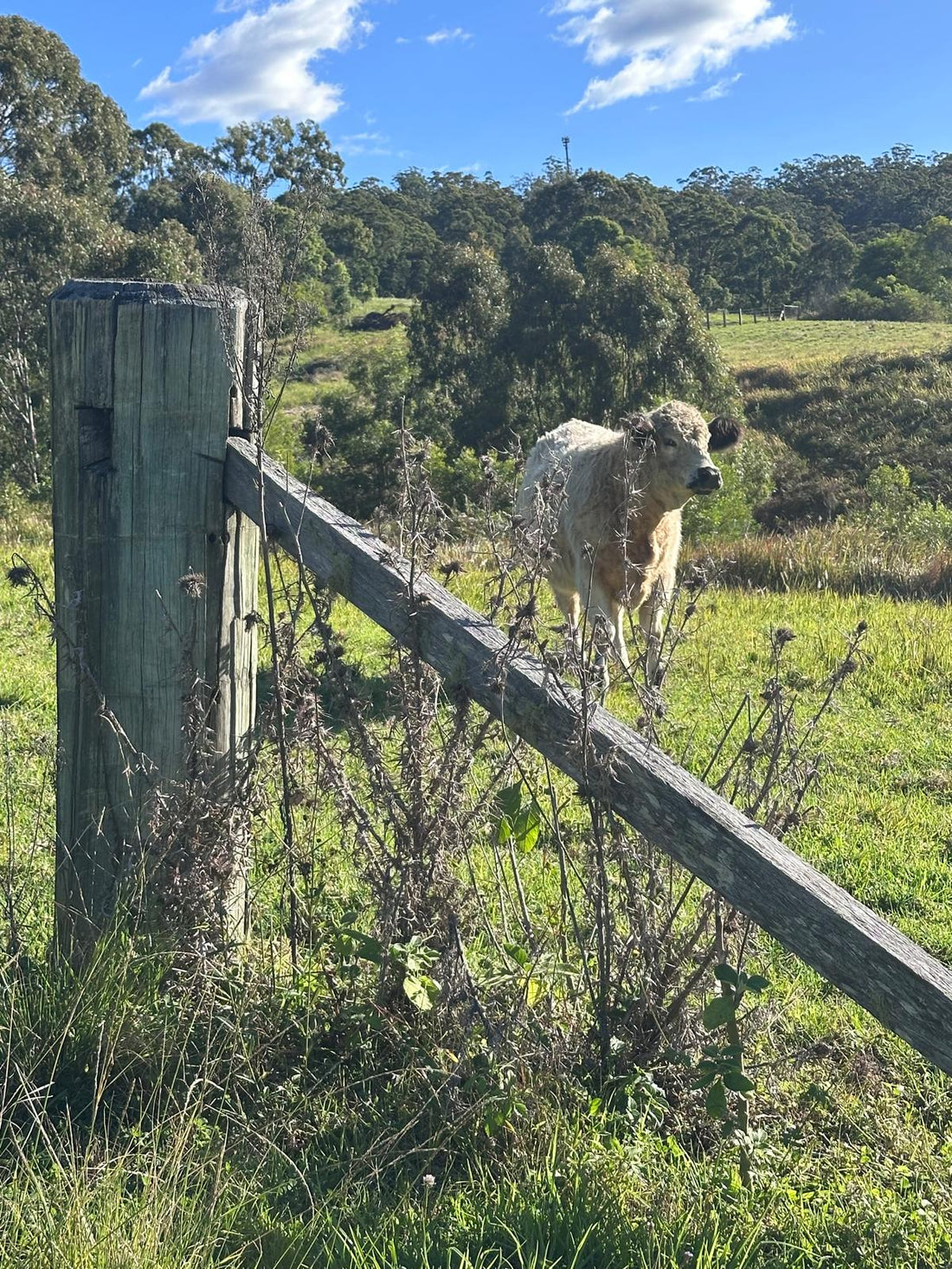 Cattle and livestock supplies for Australian rural farms and grazing properties