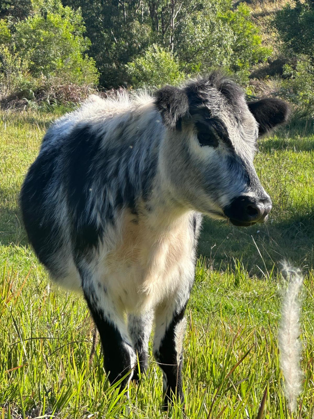 Essential Rural Animal Care Products Australia