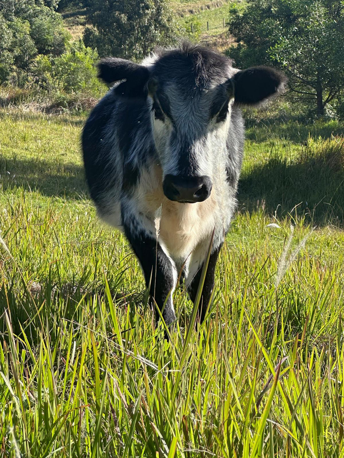 Moxxi Pour-On guide for cattle and red deer producers in Australia