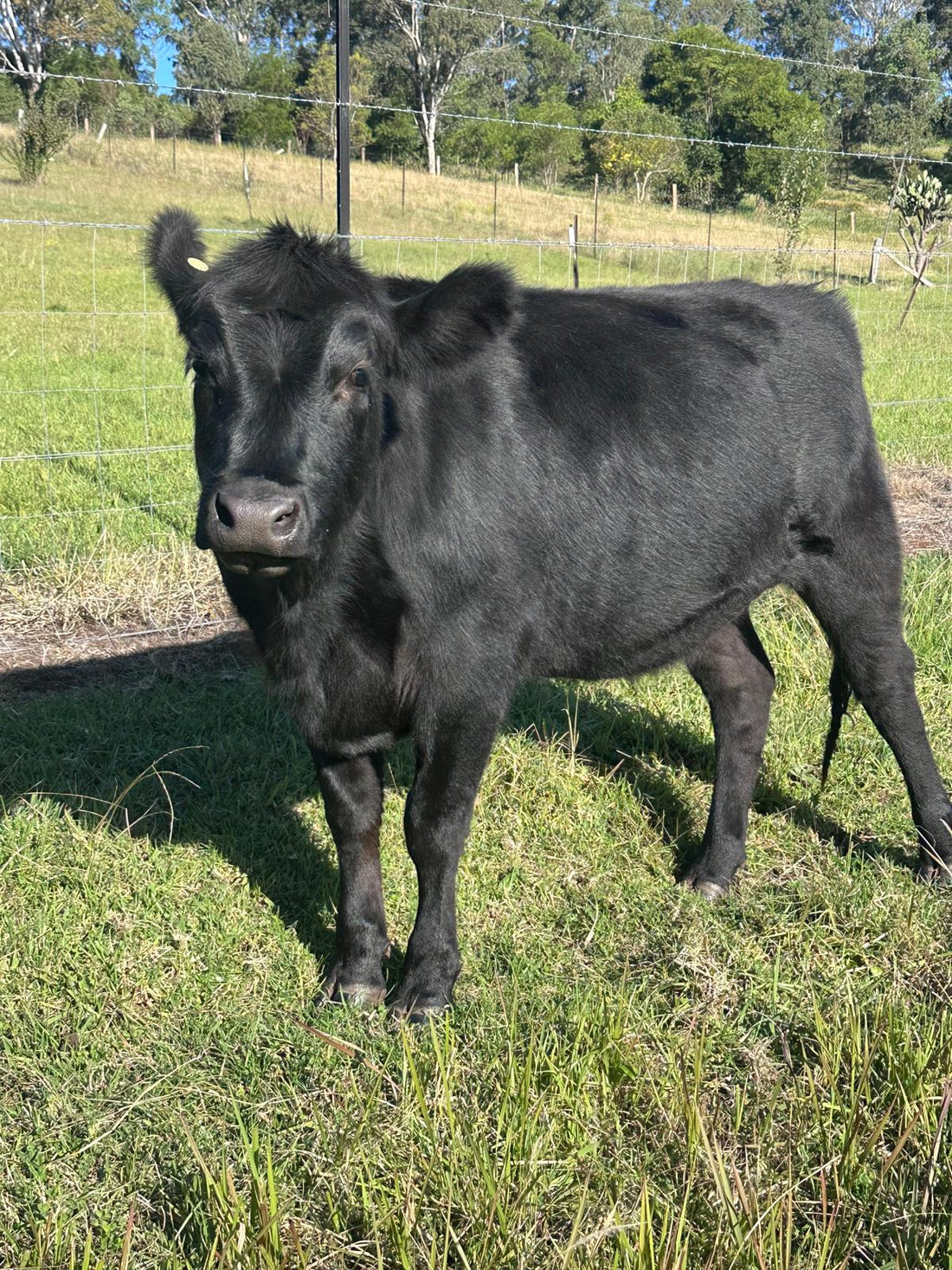 Triclamec Ultra Pour-On guide for Australian cattle producers