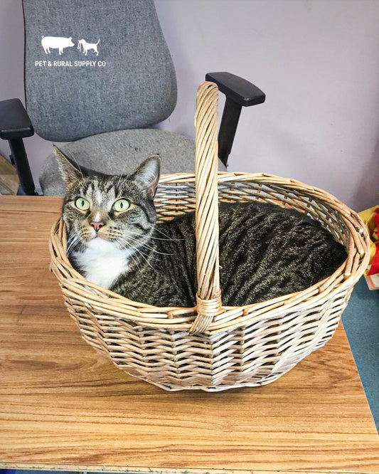 Comparison between Churu and Temptations cat treats for picky cats