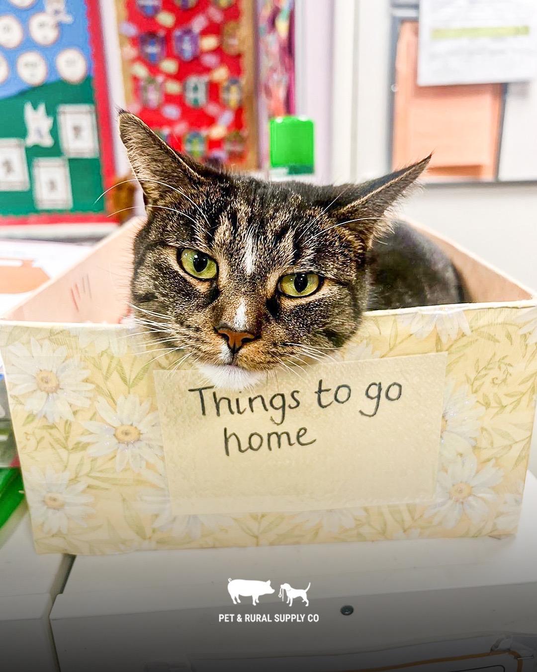 How to help indoor and picky cats stay hydrated with creamy cat treats