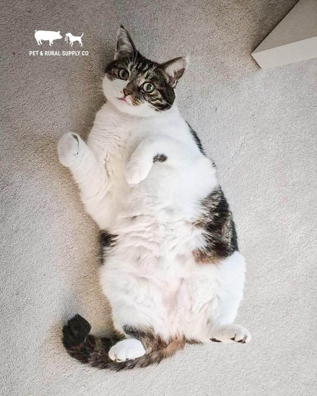 Best creamy chicken cat treats Australia for picky cats