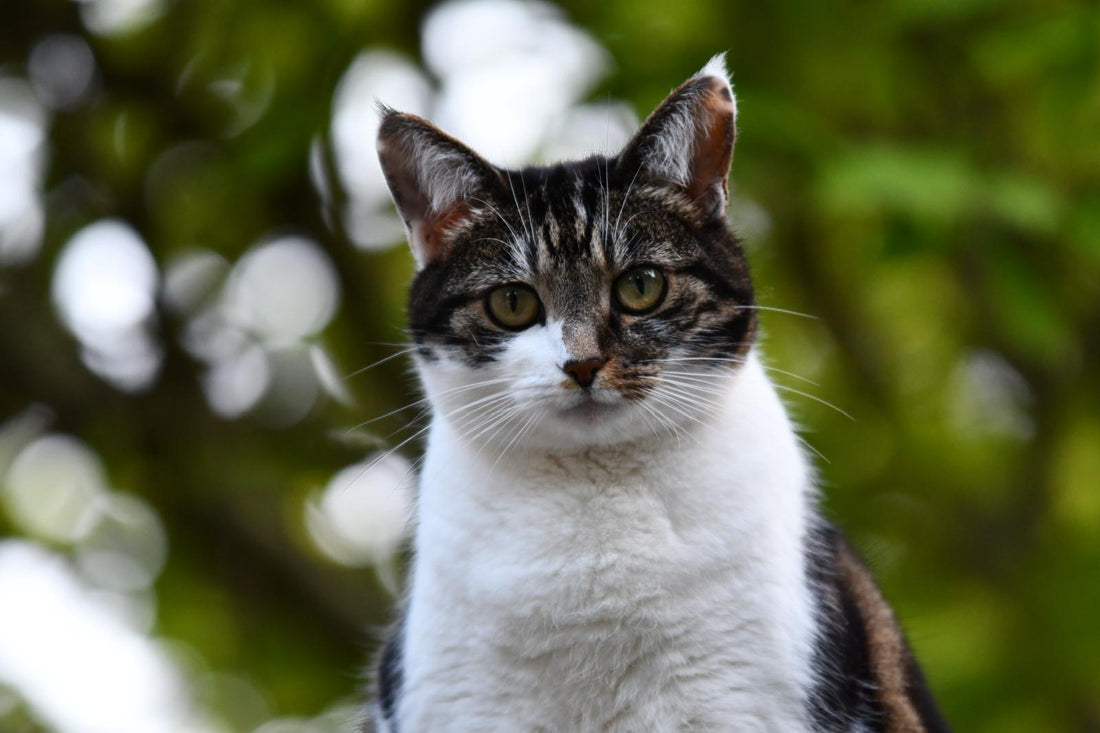 Best soft creamy cat treats for senior cats Australia