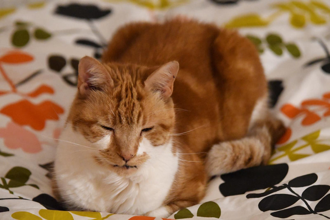 Best creamy tuna cat treats Australia for picky cats