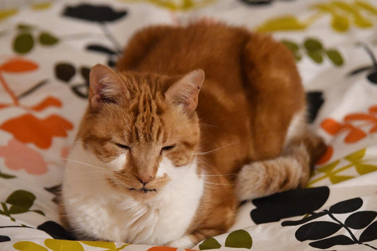 best-grain-free-cat-treats-australia