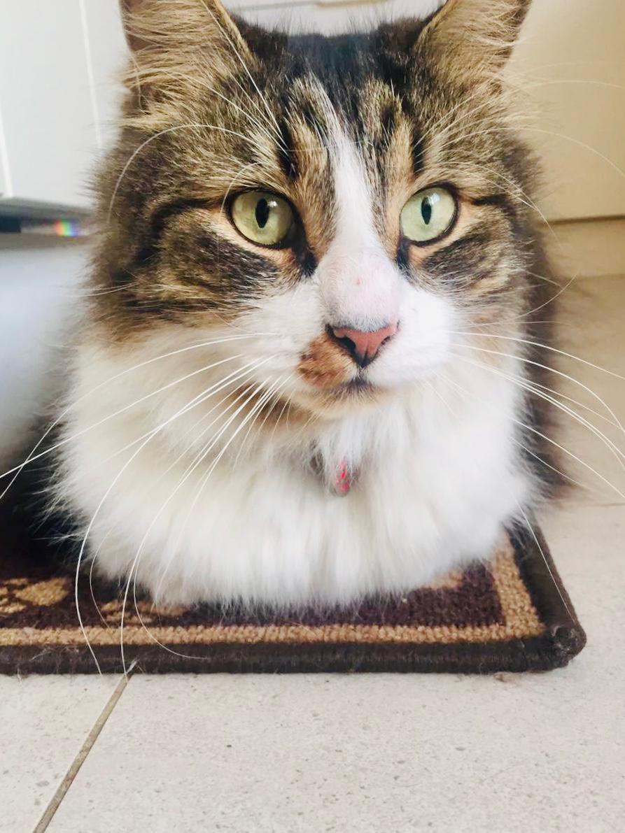 Best creamy lickable cat treats for picky cats Australia