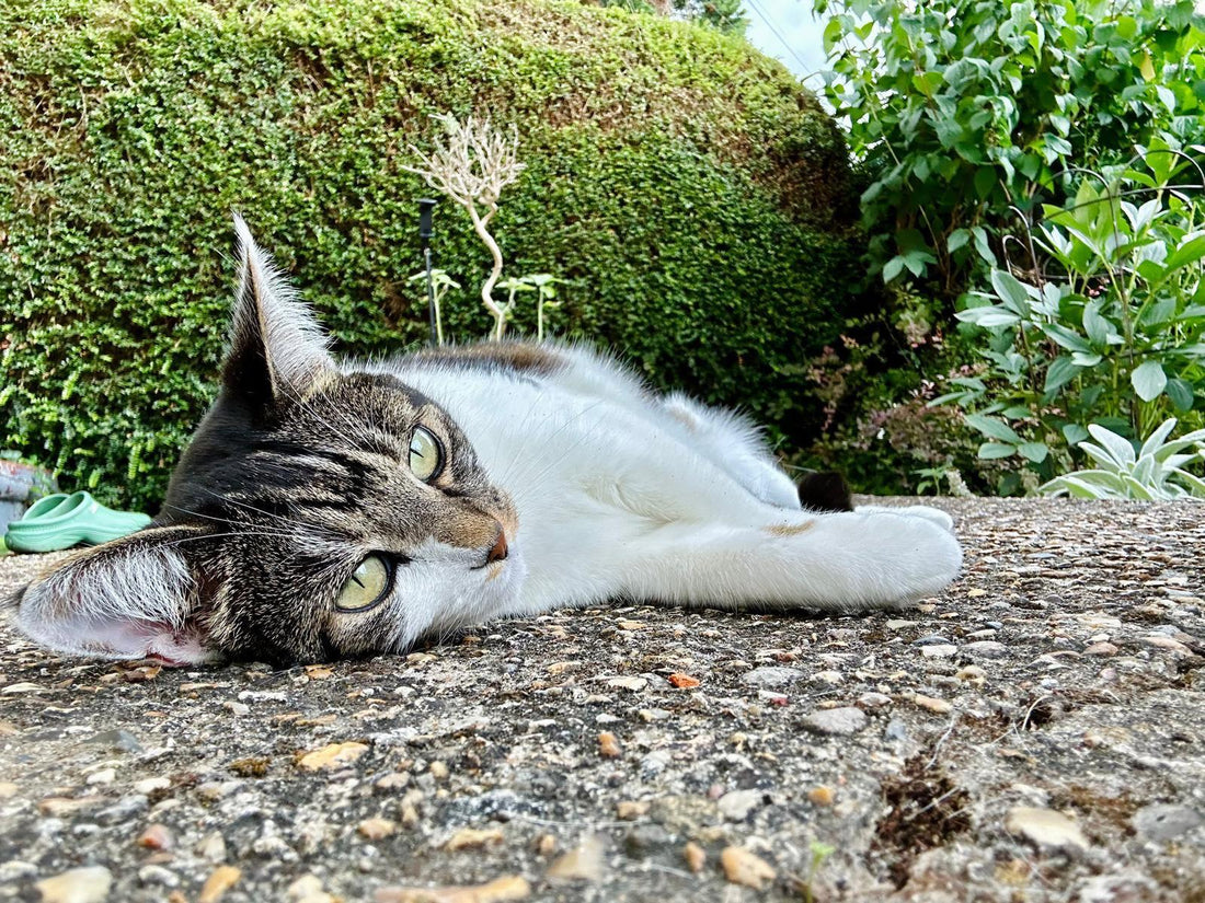 How Dual Layer Cat Litter Systems Work