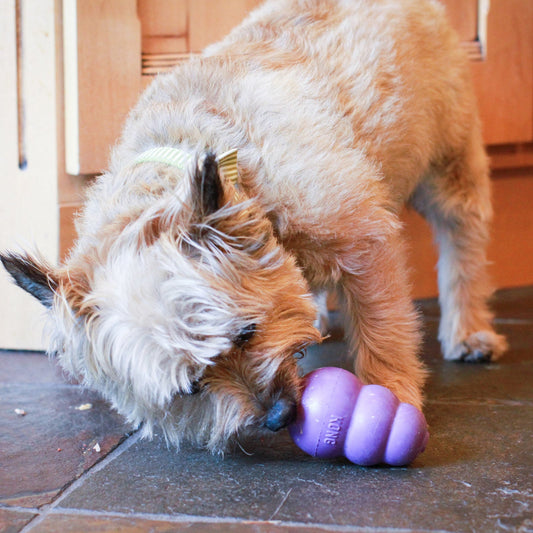 Dog enjoying a food-filled KONG enrichment toy at home in Australia