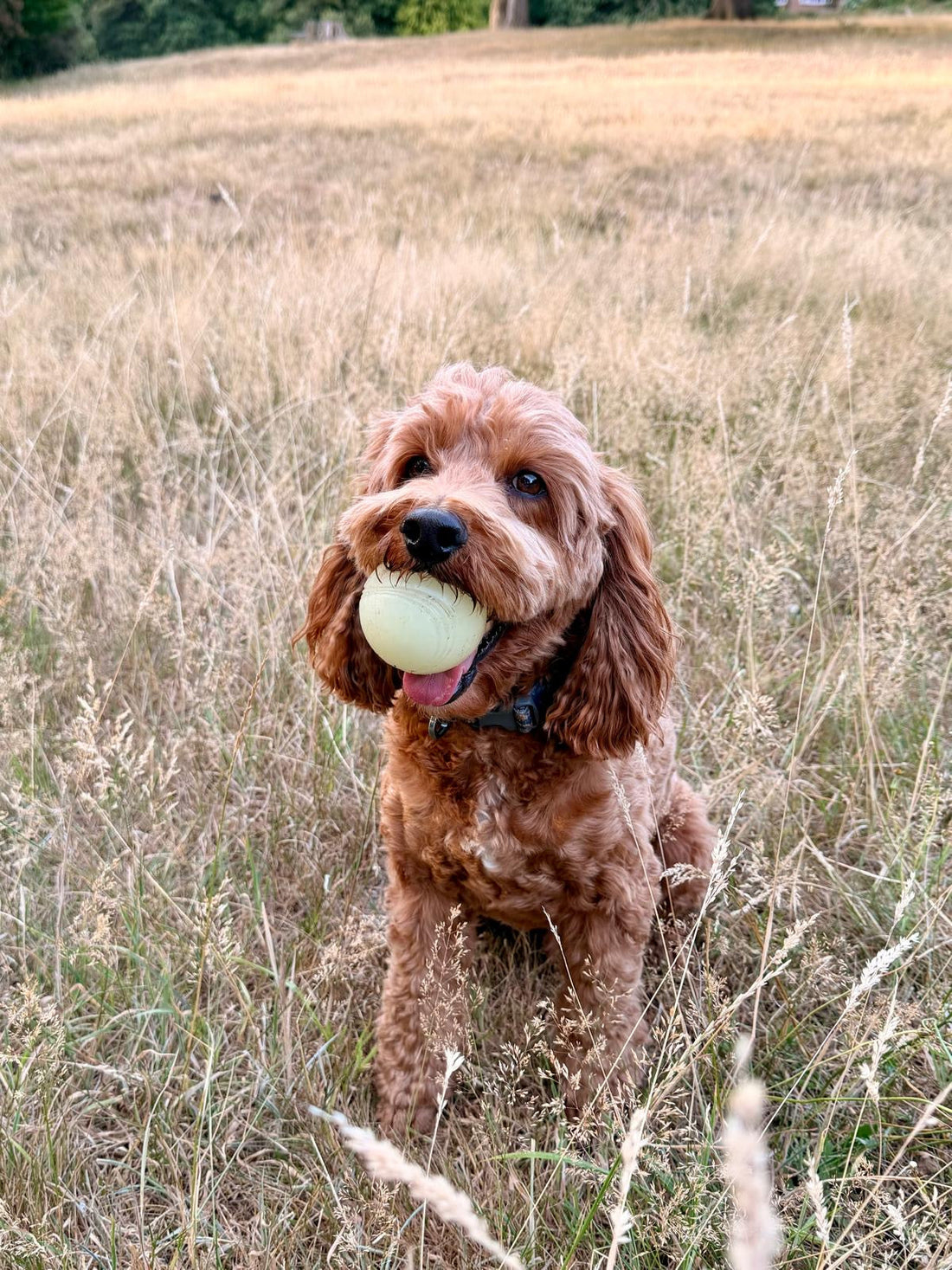 Happy dog playing fetch with a tennis ball as part of daily enrichment and exercise.