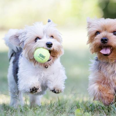Selection of genuine KONG dog toys including KONG Classic, Puppy, AirDog and Floofs for dogs in Australia