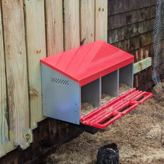 Rollaway chicken nest box with clean eggs and backyard laying hen in Australia