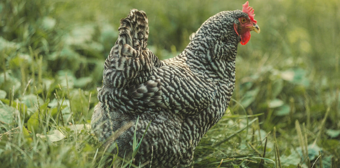 Chicken Coop Ventilation Guide Australia