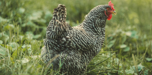 Chicken Coop Ventilation Guide Australia