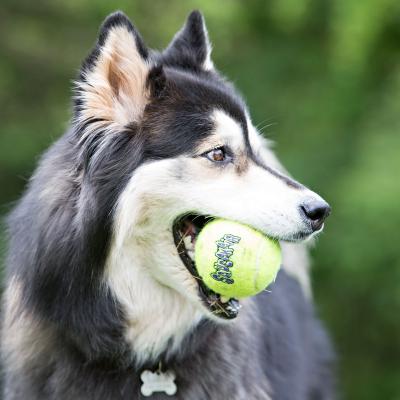 KONG AirDog Squeaker Balls Medium 3 Pack