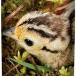 Guinea Fowl 