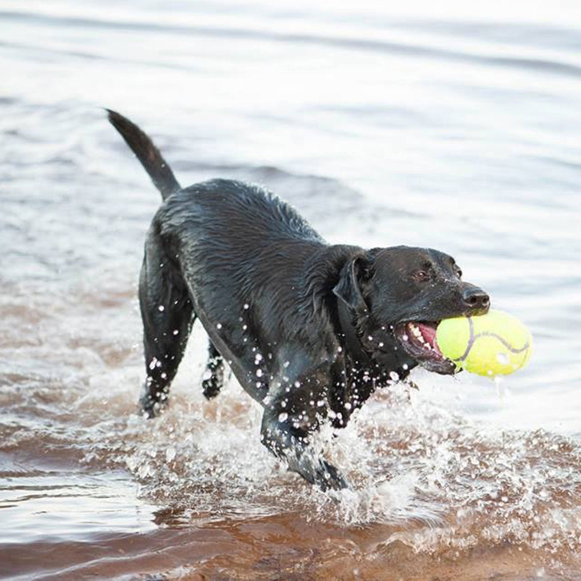 KONG AirDog Squeaker Football Large