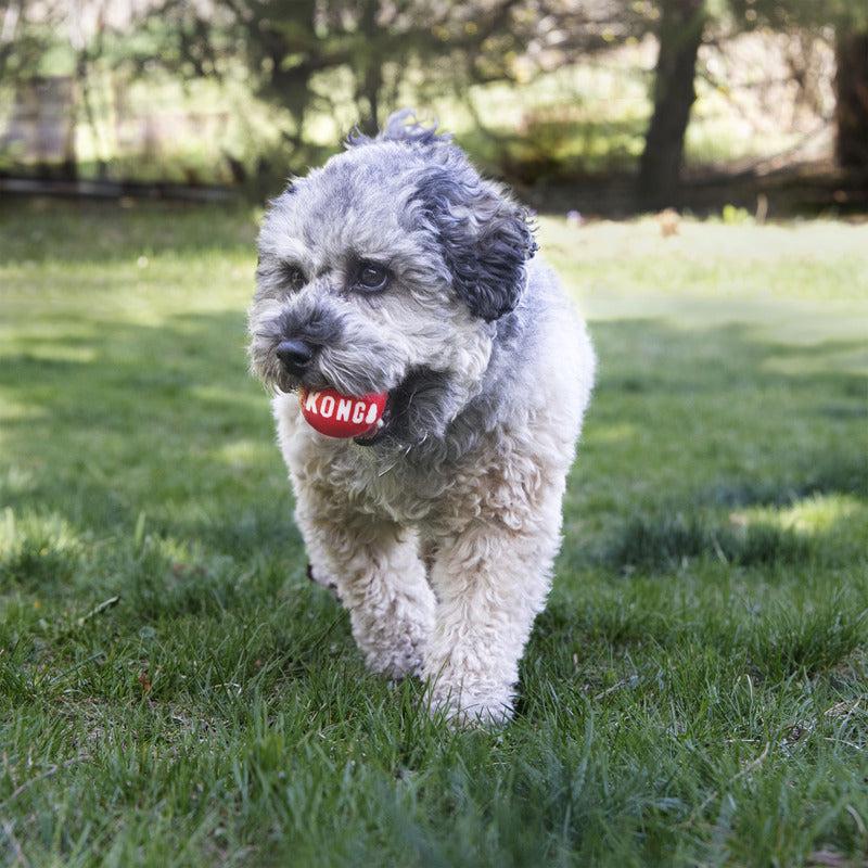 KONG Dog Signature Balls 2pk Large