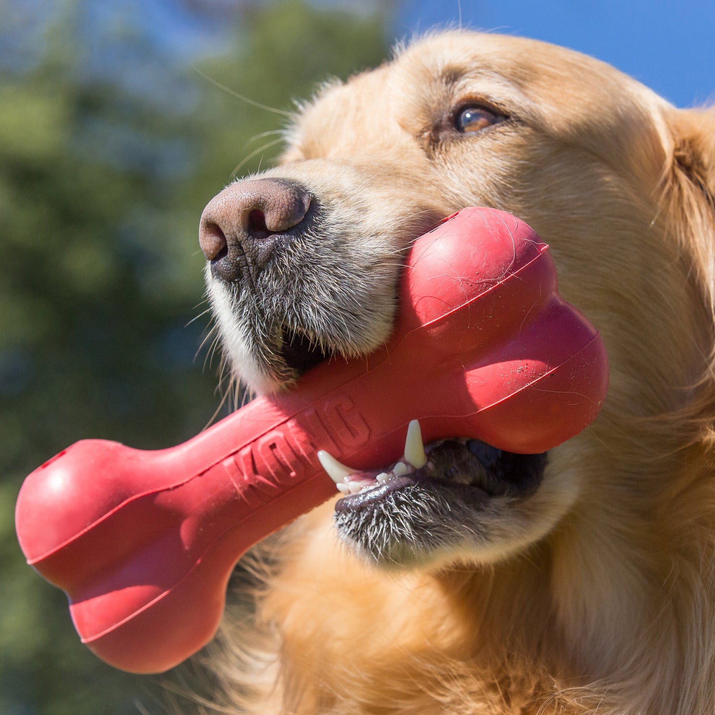 KONG Goodie Bone Small