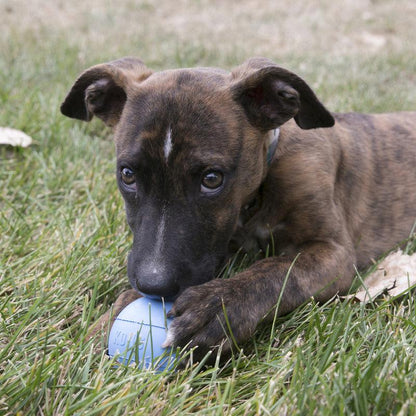 KONG Puppy Ball with Hole Medium to Large