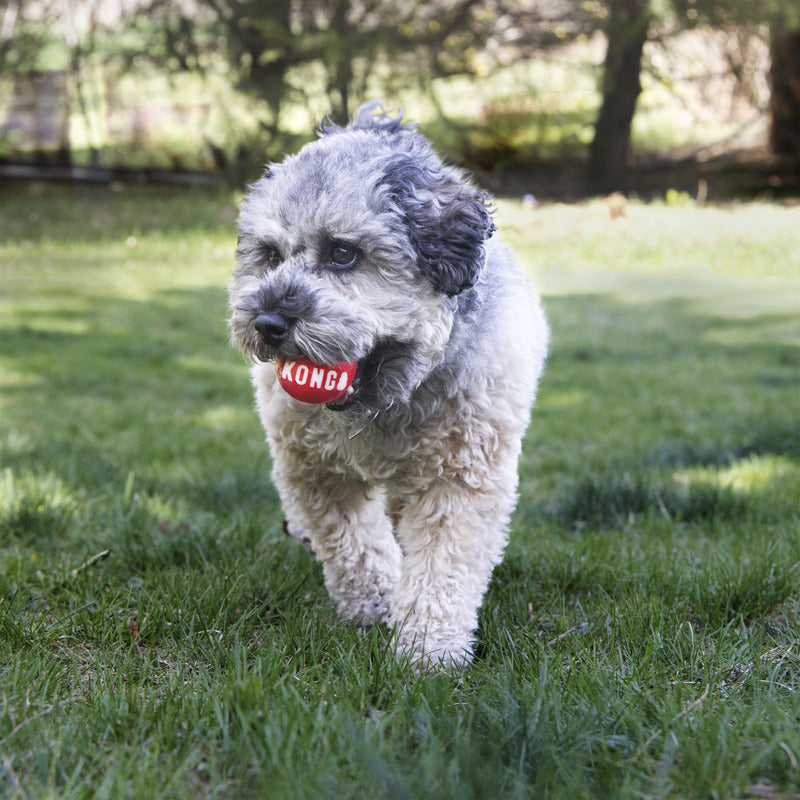KONG Dog Signature Balls 2pk Small